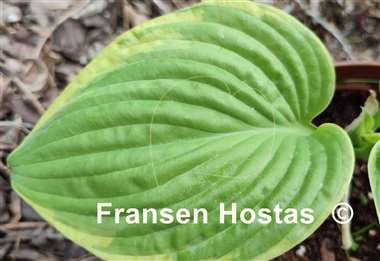 Hosta Bodice Ripper