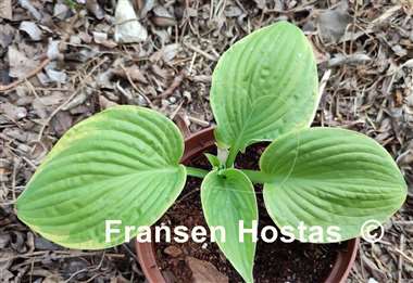 Hosta Bodice Ripper