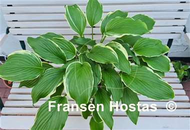 Hosta Bogie and Bacall 