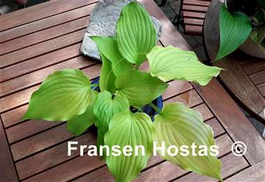 Hosta Bohemia Yellow Corvette