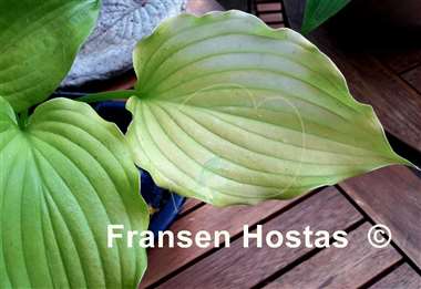 Hosta Bohemia Yellow Corvette