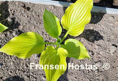 Hosta Bohemia Yellow Corvette