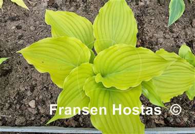 Hosta Bohemia Yellow Corvette