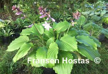 Hosta Bohemian Queen
