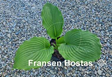 Hosta Bohemian Queen