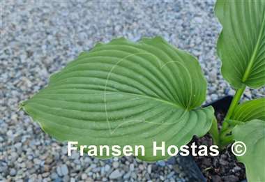 Hosta Bohemian Queen