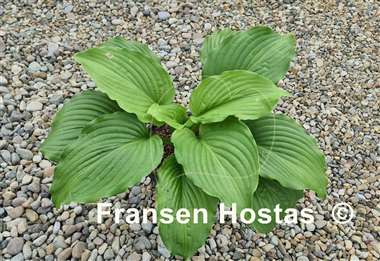 Hosta Bohemian Queen