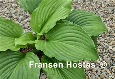 Hosta Bohemian Queen