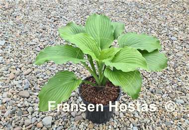 Hosta Bohemian Queen