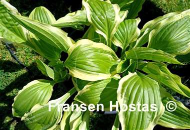Hosta Bold Ribbons