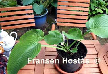 Hosta Boondocks
