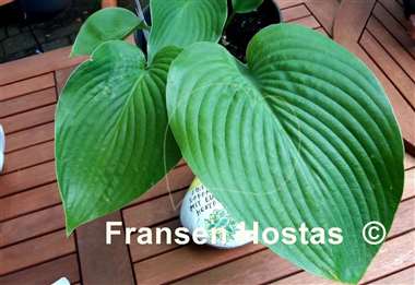 Hosta Boondocks