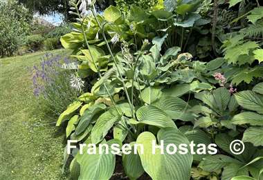 Hosta Boondocks