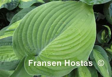 Hosta Boondocks