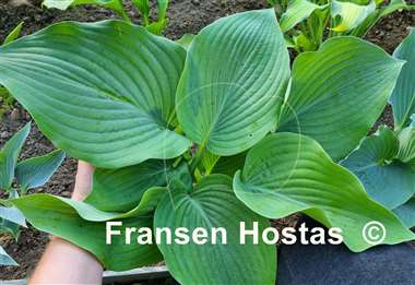 Hosta Boondocks