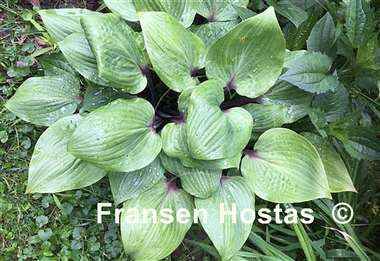 Hosta Bordeaux