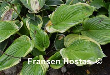 Hosta Bottom Line