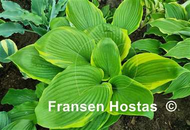 Hosta Bottom Line