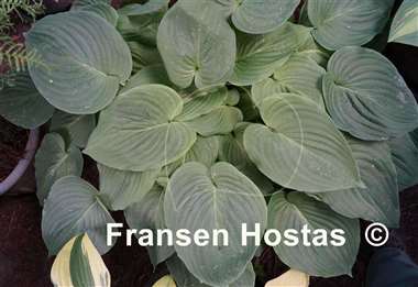 Hosta Bouquet