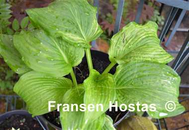 Hosta Brain Damage