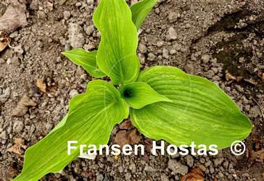 Hosta Brain Damage