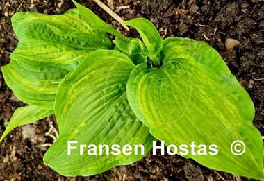 Hosta Brain Damage