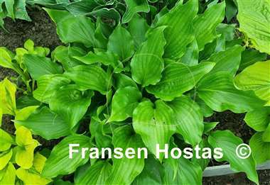 Hosta Branching Out