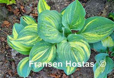Hosta Brave Attempt