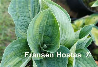 Hosta Breeder's Love