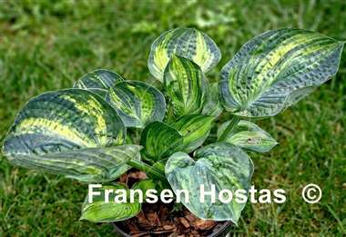 Hosta Breeder's Love