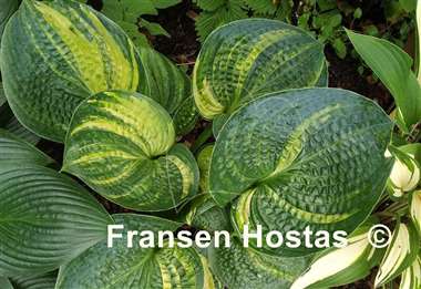 Hosta Breeder's Love