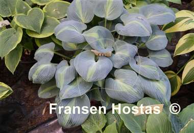 Hosta Breeven's Roy