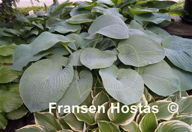 Hosta Bressingham Blue