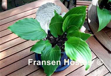 Hosta Bricks 'n Ivy