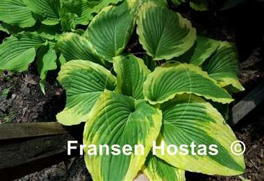 Hosta Bridal Falls
