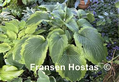 Hosta Bridal Falls