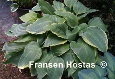 Hosta Bridal Veil