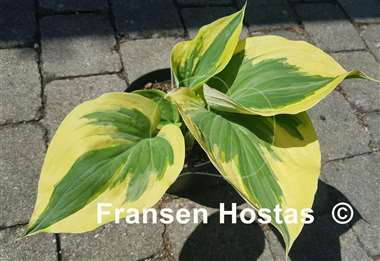 Hosta Broadway