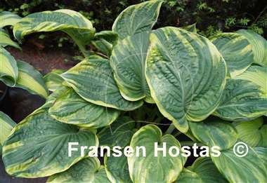 Hosta Broadway