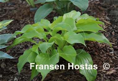 Hosta Brocade