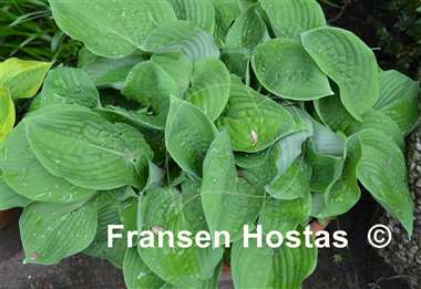Hosta Brooke