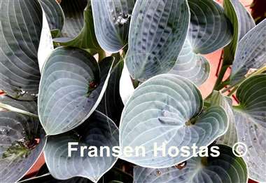 Hosta Brother Ronald