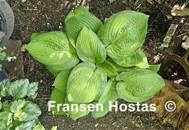 Hosta Brother Stefan