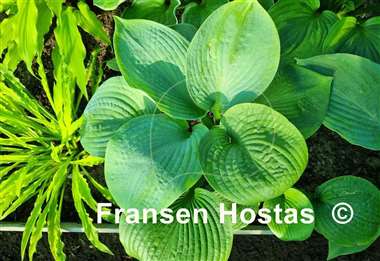 Hosta Brussels Waffles