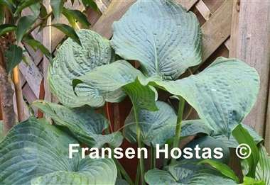 Hosta Brutan Star