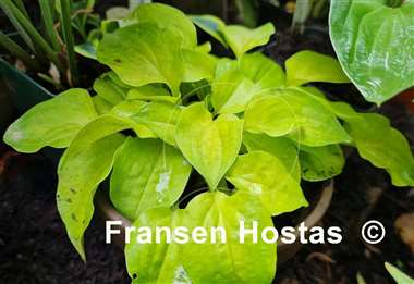 Hosta Buffalo Amber Waves