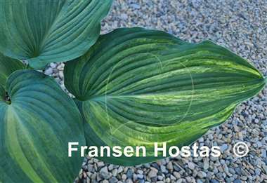Hosta Buffalo Bill