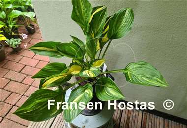 Hosta Buffalo Black Soup