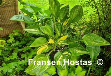 Hosta Buffalo Black Soup