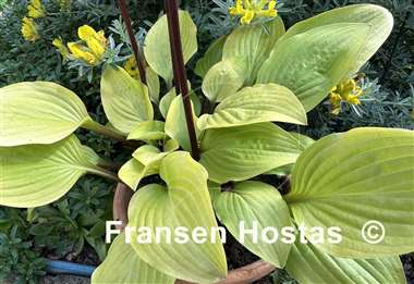 Hosta Buffalo Designer Genes